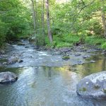 აბასთუმნის ტყე