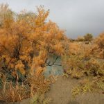 აკაკის ბუჩქი მდინარე იორის ნაპირზე.