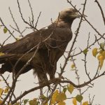 ბექობის არწივი