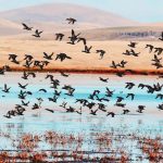 გარეული  იხვები copy