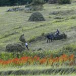 გორელოვკის  მიმდებარე  ტერიტორია.  ნინოწმინდის  მუნიციპალიტეტი.