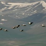 ვარხვები მადატაფაზე