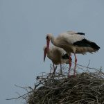 თეთრი  ყარყატი (ლაკლაკი),  Ciconia ciconia.