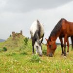 კესელოს ციხეები