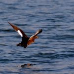 მადათაფა-17