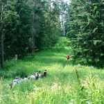 ნიკოლოზ რომანო  ვის ბილიკი - კვისინეთი