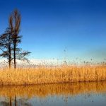 პალიასტომის ტბის ნაპირები