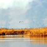 პალიასტომის ტბის ნაპირები 2