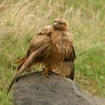 სველი კაკაჩა