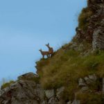 შუნი (დედალი ჯიხვი) ფოთთრთან (ციკანთან) ერთად