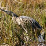 წყლის ბუღა