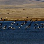 ჯდტ-მადათაფა-რუხი ბატი-1