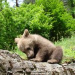 Borjomi-Kharagauli - G. Sulamanidzes gamogzavnili-0002