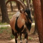 Borjomi-Kharagauli - Giorgi Sulamanidze-0049