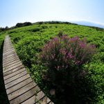 I საგანსმანათლებლო ბილიკი და ფრინველებზე სათვალთვალო კოშკი