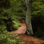 Kintrishi - Mariam Sulamanidze-0002