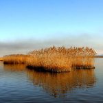 Kolkheti - Davit Natroshvili-0012