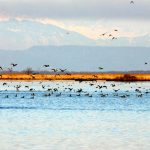 Kolkheti - Davit Natroshvili-0013