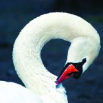 Kolkheti - Frinvelebi - Sergo Edisherashvili-0001_2