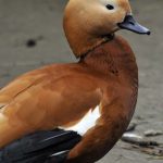 Kolkheti - Frinvelebi - Sergo Edisherashvili-0002