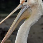 Kolkheti - Frinvelebi - Sergo Edisherashvili-0004