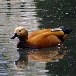 Kolkheti - Frinvelebi - Sergo Edisherashvili-0007