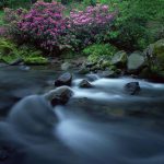 Georgien, Mtirala NP. Rhododendron
