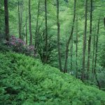 Georgien, Mtirala NP, Rhododendron