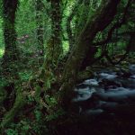 Georgien, Mtirala NP, Rhododendron
