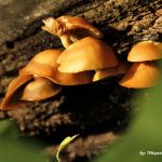 Lagodekhi - Miqael Kavtaradze - 00003