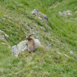 Lagodekhi - Roman Tolordava4