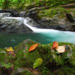 Lagodekhi - Temo Sukhitashvili-0002