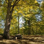 Mtirala - Sergo Edisherashvili-0039