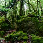 Sataplia - Kote Gujabidze-147