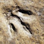 Sataplia - Temo Sukhitashvili-0001