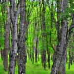 Tbilisi National Park - Dusheti - Sergo Edisherashvili-0002