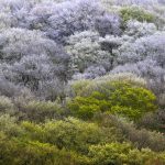 Tbilisi - Sergo Edisherashvili 001