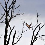 Tbilisi - Sergo Edisherashvili-0018