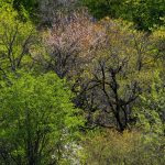 Tbilisi - Sergo Edisherashvili 002