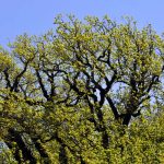 Tbilisi - Sergo Edisherashvili 003