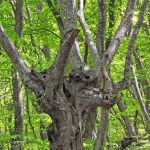 Tbilisi - Sergo Edisherashvili 004