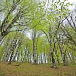 Tbilisi - Sergo Edisherashvili 007