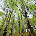 Tbilisi - Sergo Edisherashvili 008