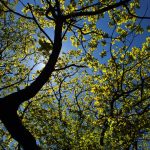 Tbilisi - Sergo Edisherashvili-0086