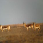 qurcikebis gundi-igive jeirnebis